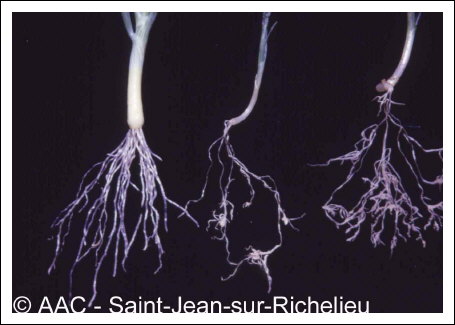 Meloidogyne hapla Chitwood