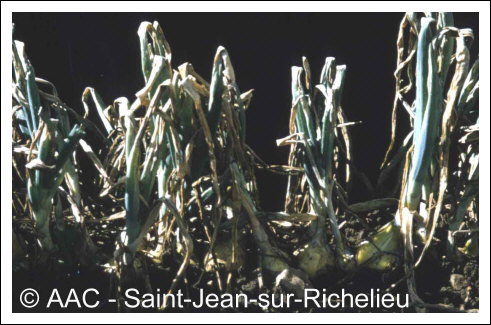 Peronospora destructor (Berk.) Casp. in Berk.