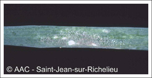 Peronospora destructor (Berk.) Casp. in Berk.