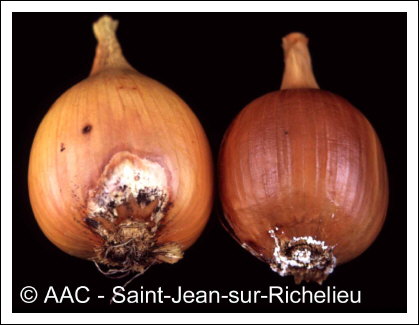 Fusarium oxysporum f. sp. cepae 