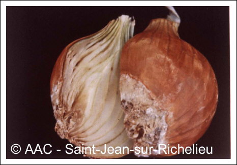 Fusarium oxysporum f. sp. cepae 