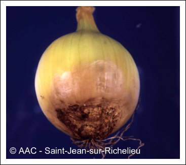 Fusarium oxysporum f. sp. cepae 