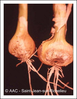 Fusarium oxysporum f. sp. cepae 