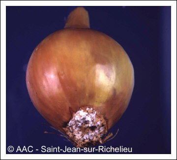 Fusarium oxysporum f. sp. cepae 