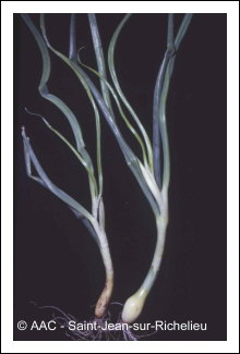 Aster yellows phytoplasma