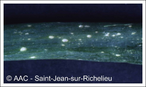 Botrytis squamosa J.C. Walker