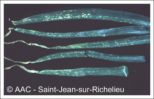 Botrytis squamosa J.C. Walker