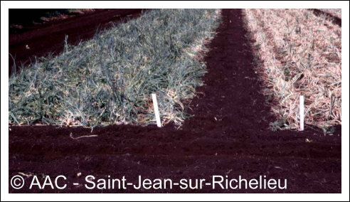 Botrytis squamosa J.C. Walker