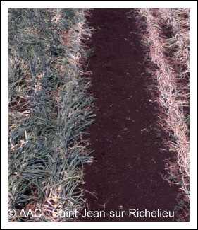 Botrytis squamosa J.C. Walker