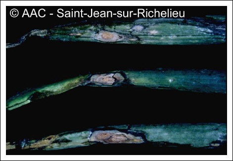 Alternaria porri (Ellis) Cif.