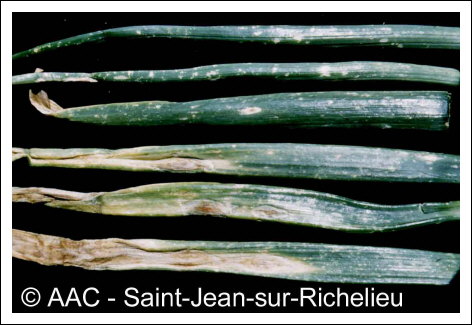 Alternaria porri (Ellis) Cif.