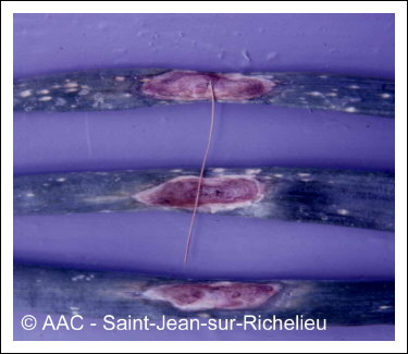 Alternaria porri (Ellis) Cif.