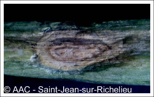 Alternaria porri (Ellis) Cif.