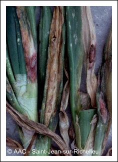 Alternaria porri (Ellis) Cif.