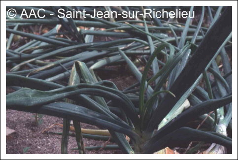 Onion yellow dwarf virus