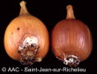 Fusarium oxysporum f. sp. cepae 