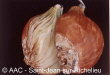 Fusarium oxysporum f. sp. cepae 