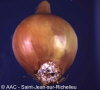 Fusarium oxysporum f. sp. cepae 