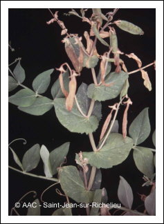 Fl�trissement fusarien