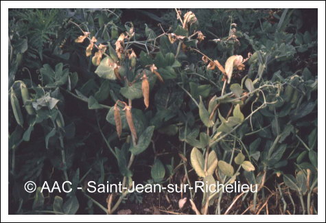 Fl�trissement fusarien