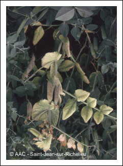 Fl�trissement fusarien