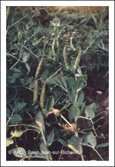 Fl�trissement fusarien