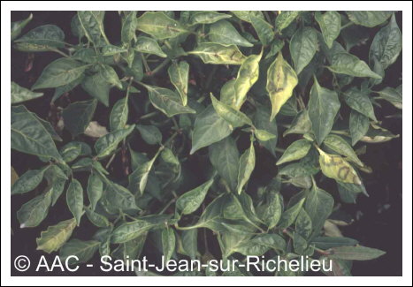 Cucumber mosaic virus