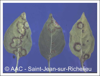 Cucumber mosaic virus