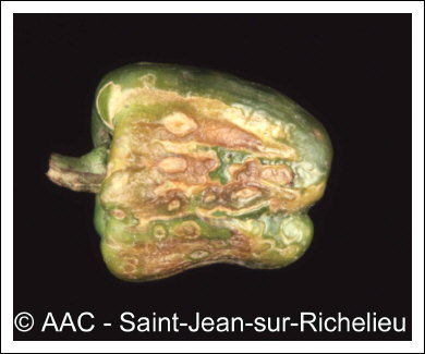 Cucumber mosaic virus