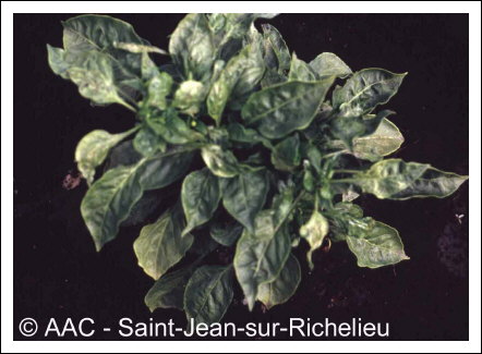 Cucumber mosaic virus