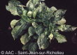 Cucumber mosaic virus