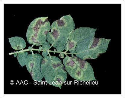 Phytophthora infestans (Mont.) de Bary