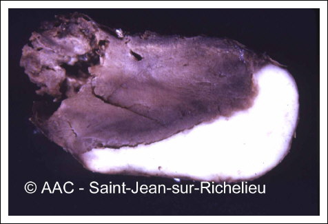 Pythium ultimum Trow