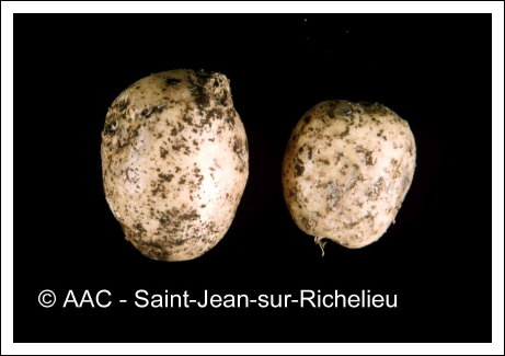 Rhizoctonia solani K�hn