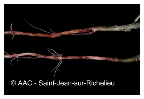 Rhizoctonia solani K�hn