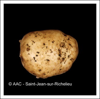 Rhizoctonia solani K�hn