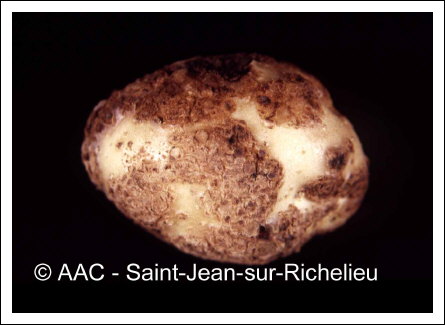 Streptomyces scabies (Thaxter) Waksman & Henrici