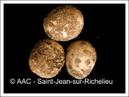 Streptomyces scabies (Thaxter) Waksman & Henrici