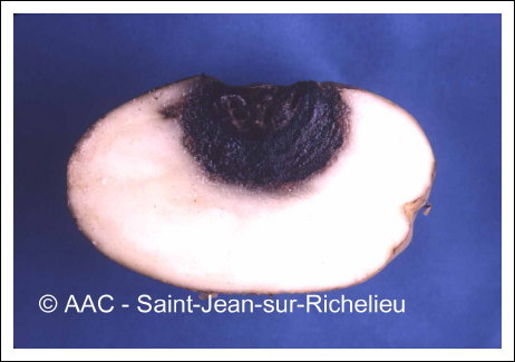 Alternaria solani Sorauer