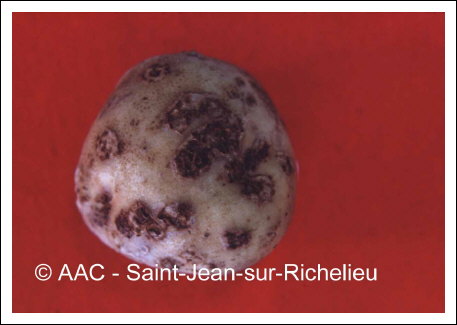 Streptomyces scabies (Thaxter) Waksman & Henrici