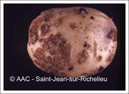 Streptomyces scabies (Thaxter) Waksman & Henrici