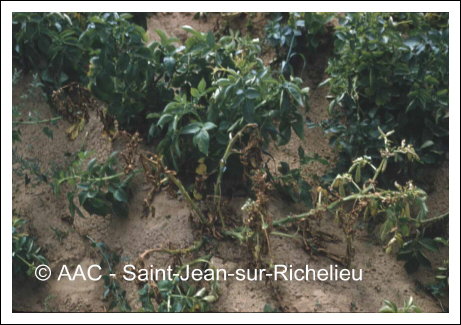 Clavibacter michiganensis subsp.sepedonicus