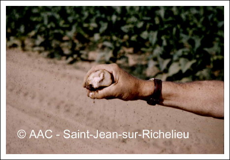 Clavibacter michiganensis subsp.sepedonicus