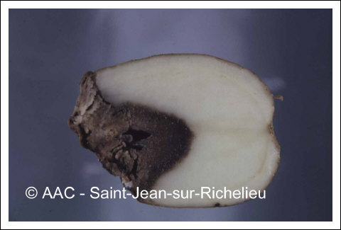 Erwinia carotovora subsp. atroseptica