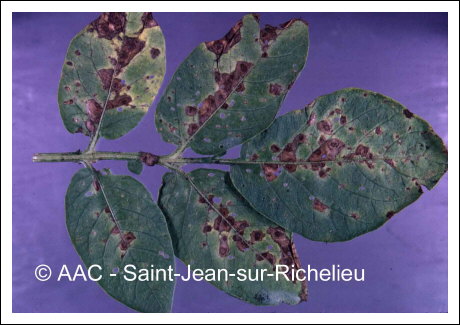 Alternaria solani Sorauer