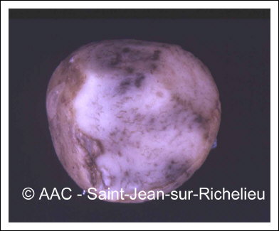 Dommage par le froid