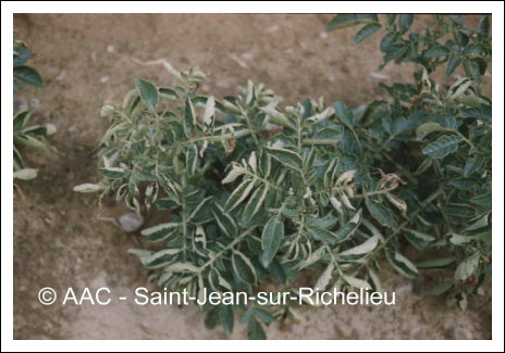 Potato leafroll virus