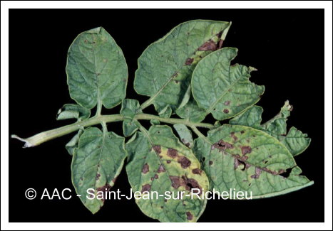 Alternaria solani Sorauer