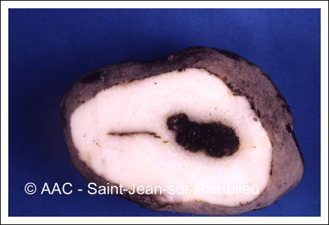 Fusarium redolens Wollenweb.