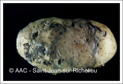 Phytophthora infestans (Mont.) de Bary
